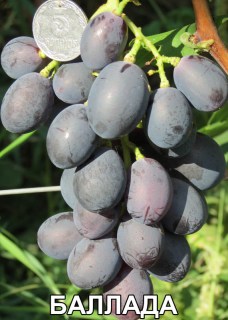 Виноград Баллада (Воронюк И.Н.)