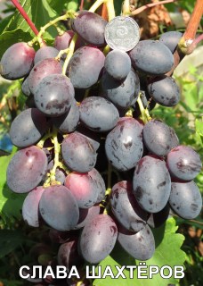Виноград Слава шахтёрам (Воронюк И.Н.)