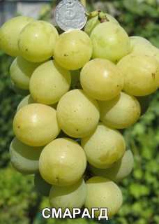 Виноград Смарагд (Вишневецкий Н.П.)