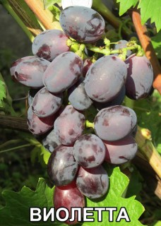 Виноград Виолетта (П.Зап.хП.Негр.)(Воронюк И.Н.)