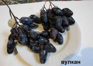 Виноград Вулкан