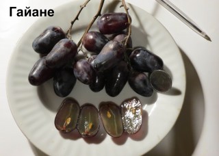 Виноград Гайане