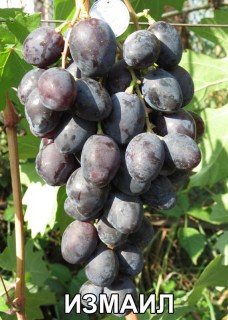 Виноград Измаил (Воронюк И.Н.)
