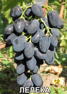 Виноград Лэлэка (Воронюк И.Н.)