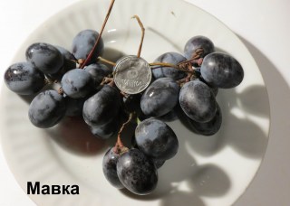Виноград Мавка