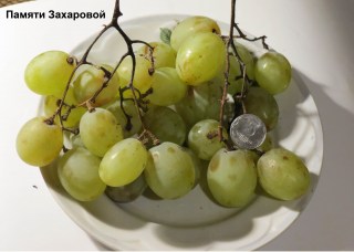 Виноград Памяти Захаровой