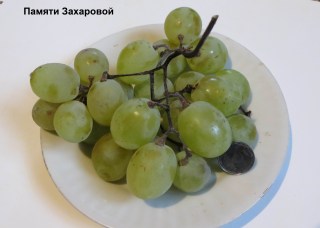 Виноград Памяти Захаровой