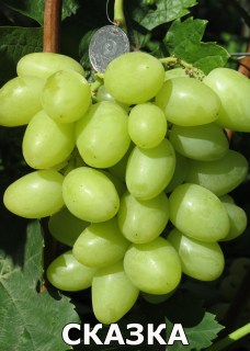 Виноград Сказка (Балабанов А.Ф.)