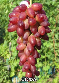 Виноград Софа (Воронюк И.Н.)