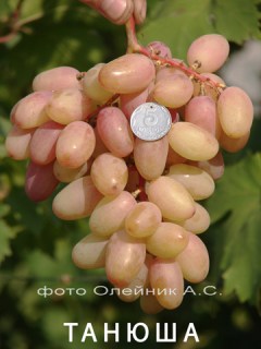 Виноград Танюша