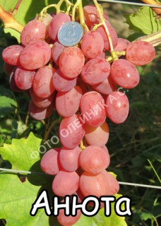 Виноград Анюта