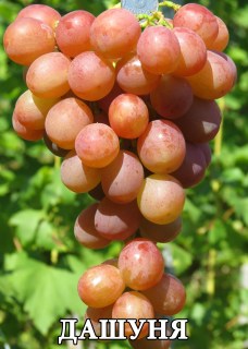Виноград Дашуня (Вишневецкий Н.П.)