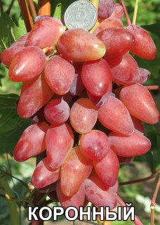 Виноград Коронный (Воронюк И.Н.)