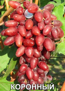 Виноград Коронный (Воронюк И.Н.)