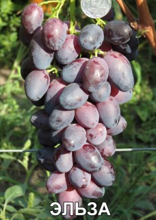 Виноград Эльза (Воронюк И.Н.)